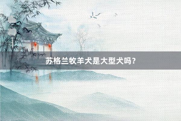苏格兰牧羊犬是大型犬吗？